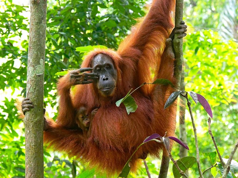 Slingerapen, fietstaxi’s en tempelwachters – door Sumatra, Java en Bali