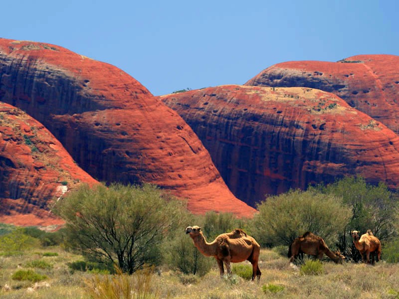 Hoogtepunten van Oceanië: van outback tot fjorden