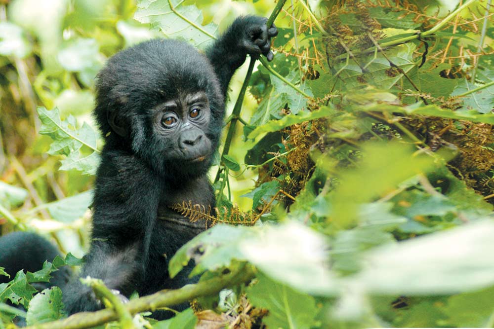 13 daagse Oeganda Wildlife Explorer camping groepssafari