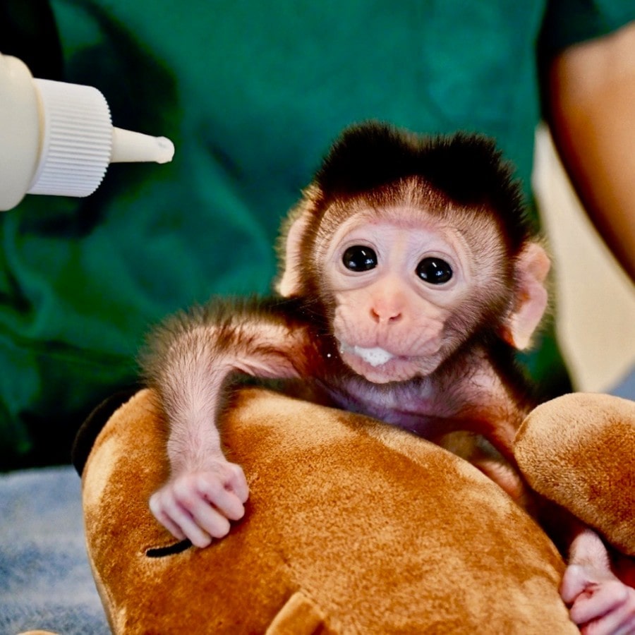 Thailand Wildlife Project