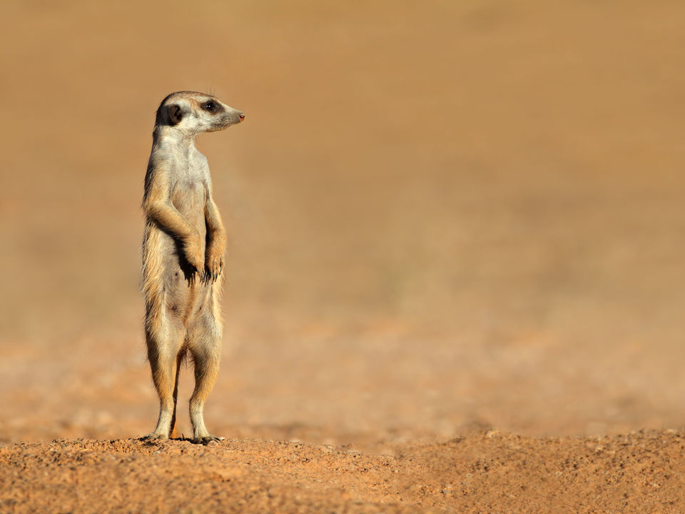 Zuid-Afrika: De kale Kalahari