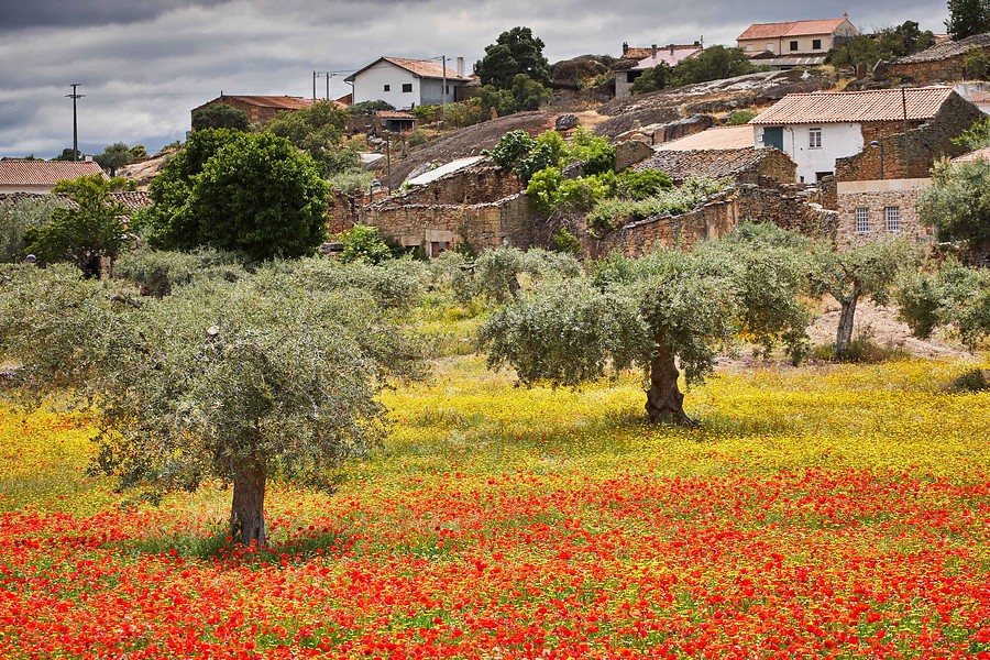 15 daagse  Portugal – Centraal Portugal compleet