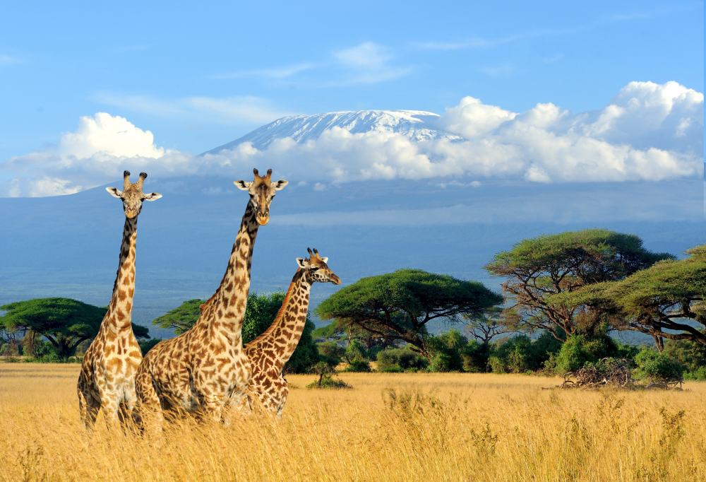 Safari Discover Kenia Deluxe
