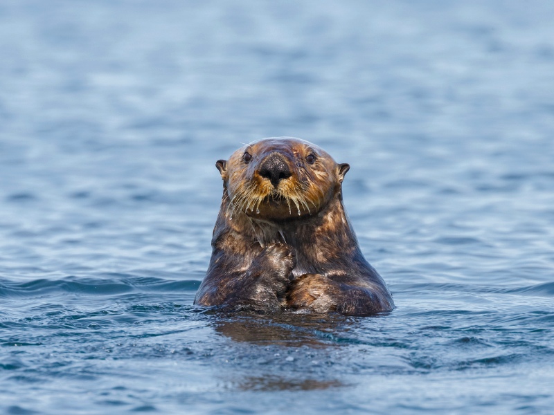 Wildlife en Wildernis in West-Canada