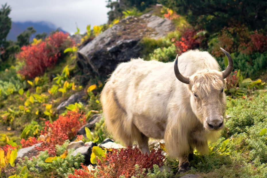 Bhutan Actief