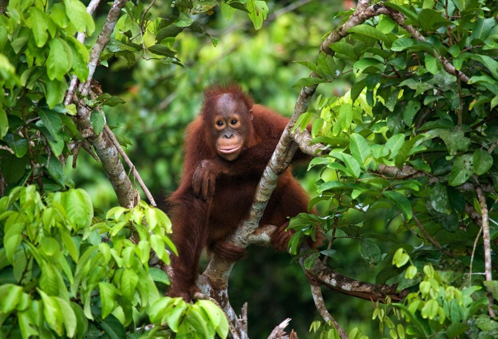 Javaans verleden, orang-oetans en Bali