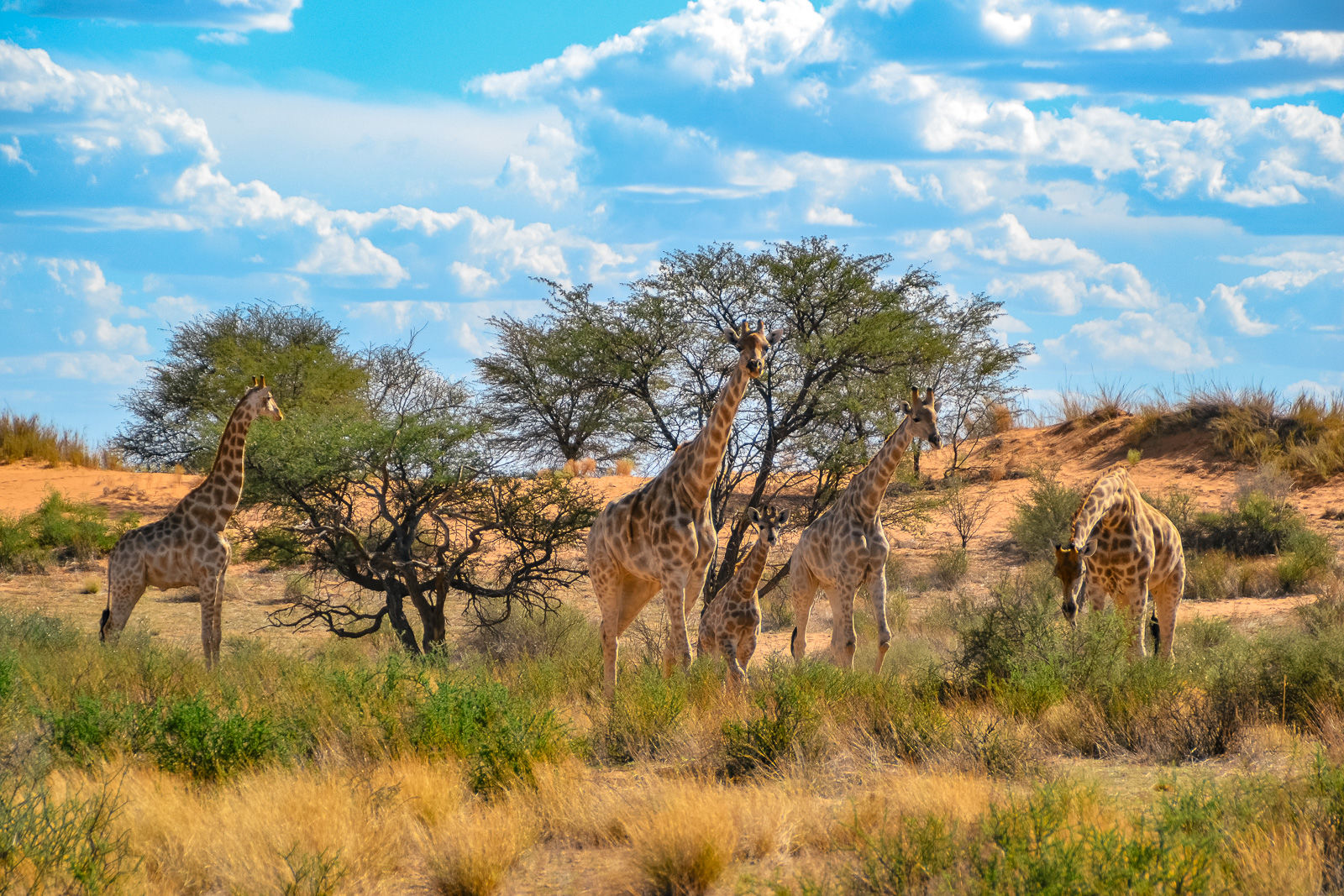Woestijn en wildparken