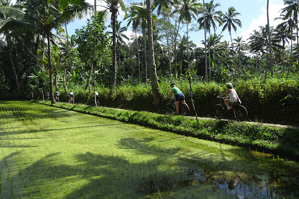 Fietsreis Bali & Lombok