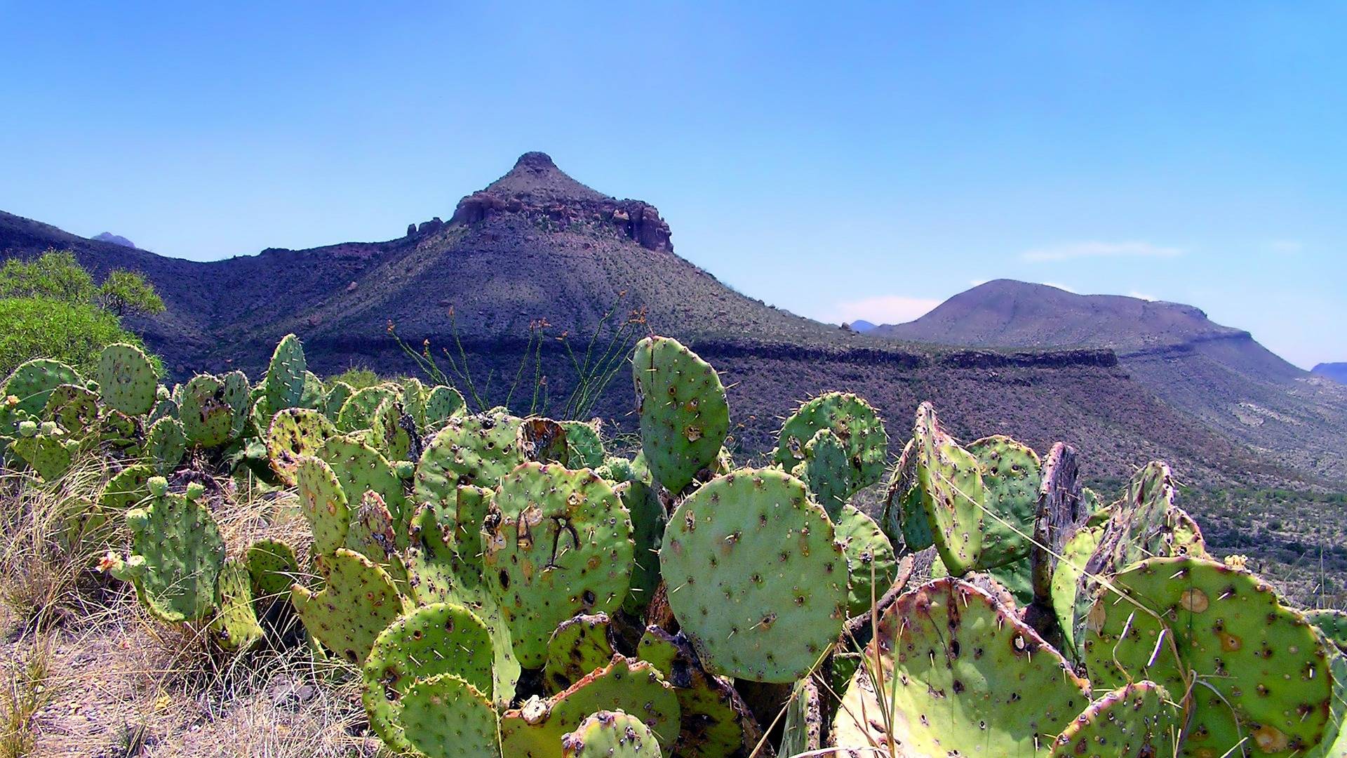 A Western Adventure in Texas