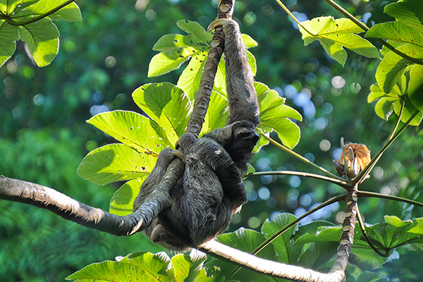 Rondreis Costa Rica