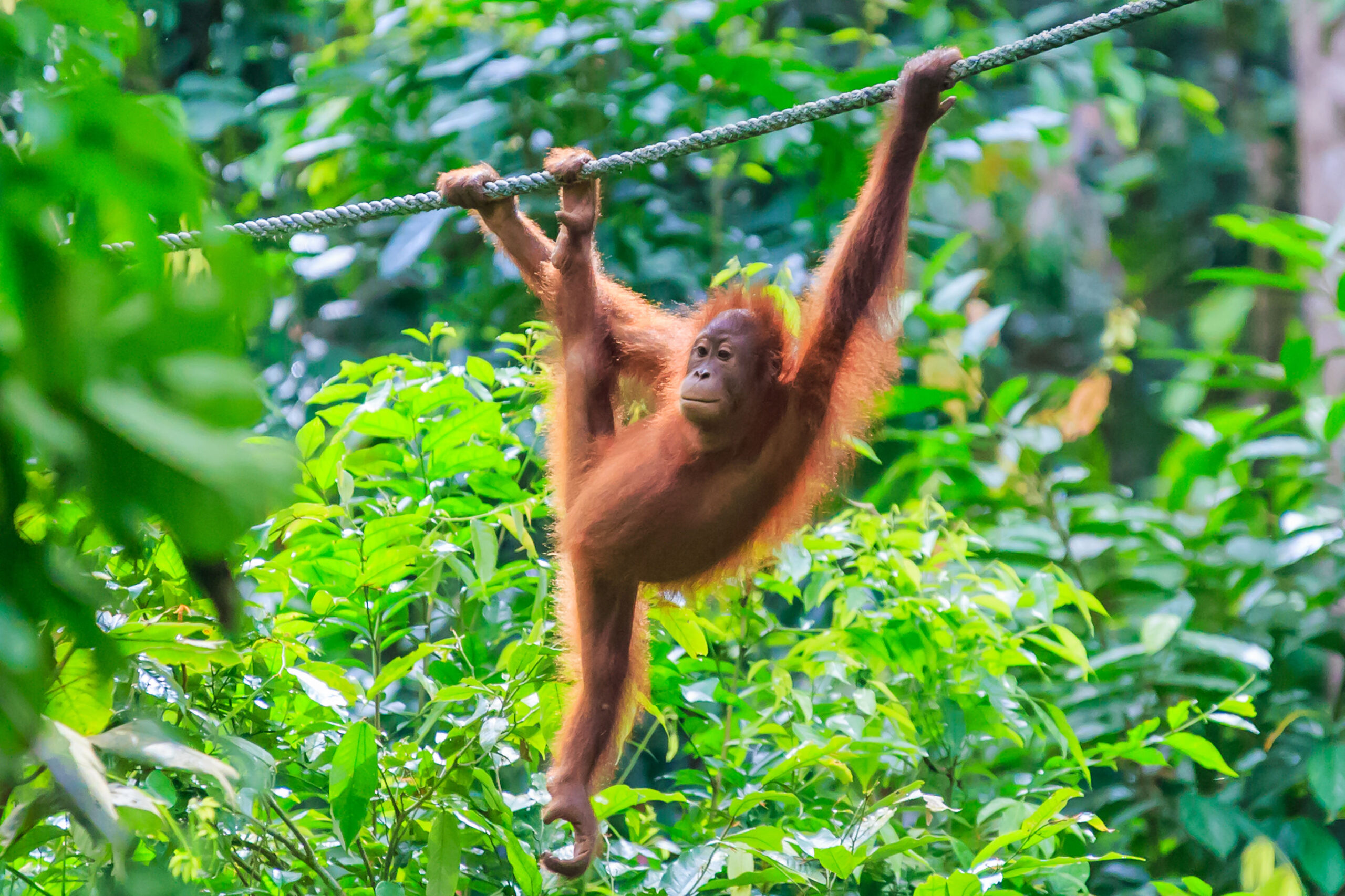 Neusapen, vliegers en bountystrand
