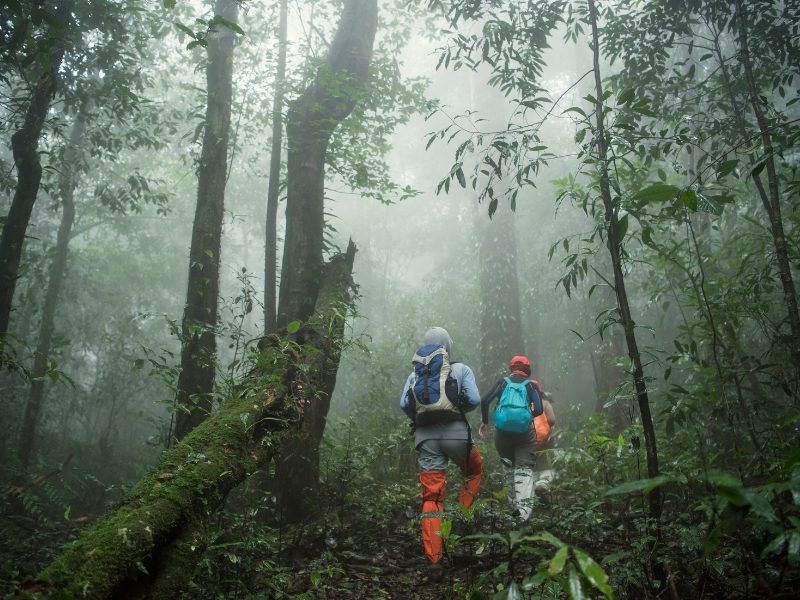 Expeditie gorilla in Bwindi