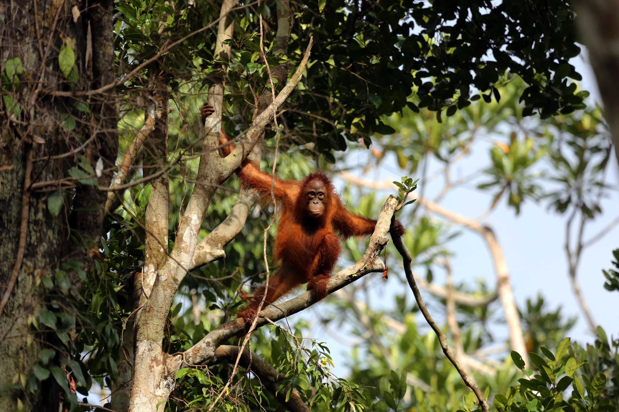 Hoogtepunten van Sumatra, Java en Bali