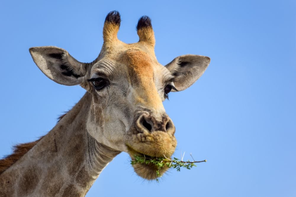 De beste safari’s in het Krugerpark en Namibië