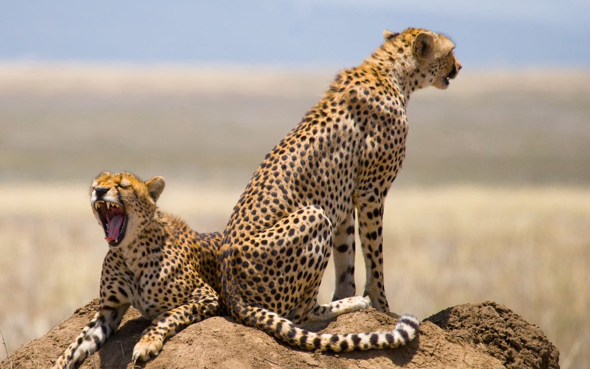Ongekend wildleven in Oeganda en Tanzania