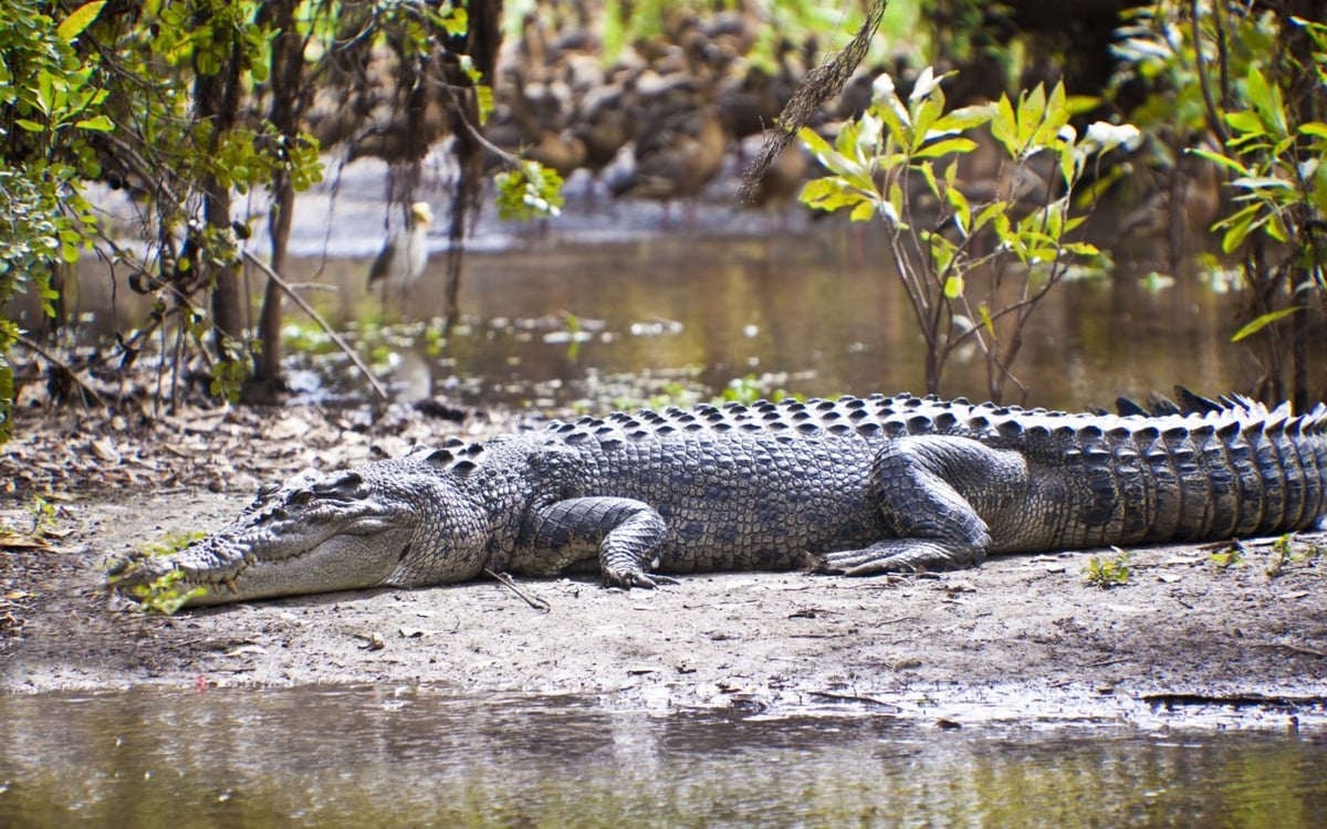 Van Darwin tot Uluru: Aboriginalcultuur, Outbackavonturen, Natuurschoon en Exclusieve Ervaringen