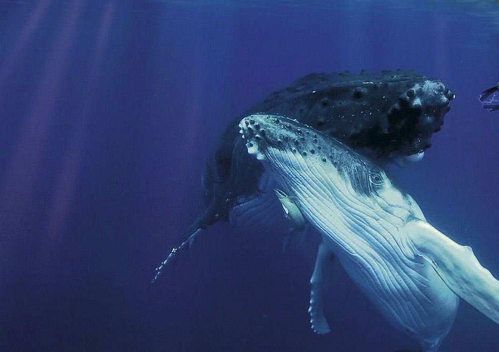 Island hopping & bultruggen