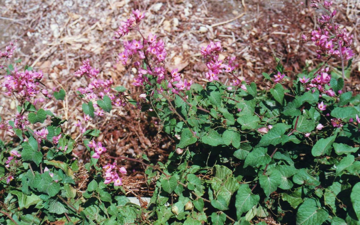 De charme van het noorden