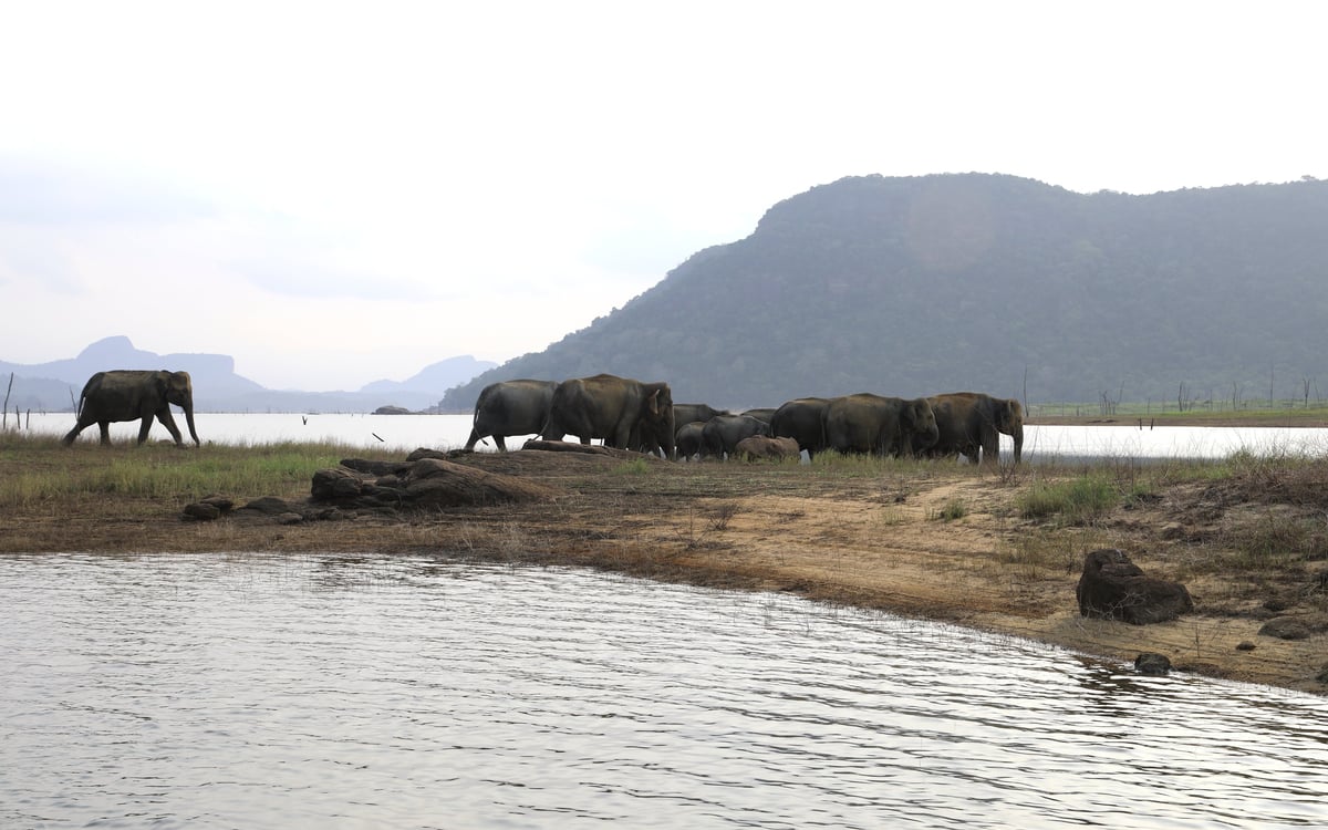 Koppels’ Retreat in Sri Lanka