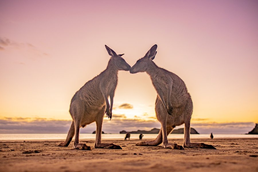 22-35ers reis Australië