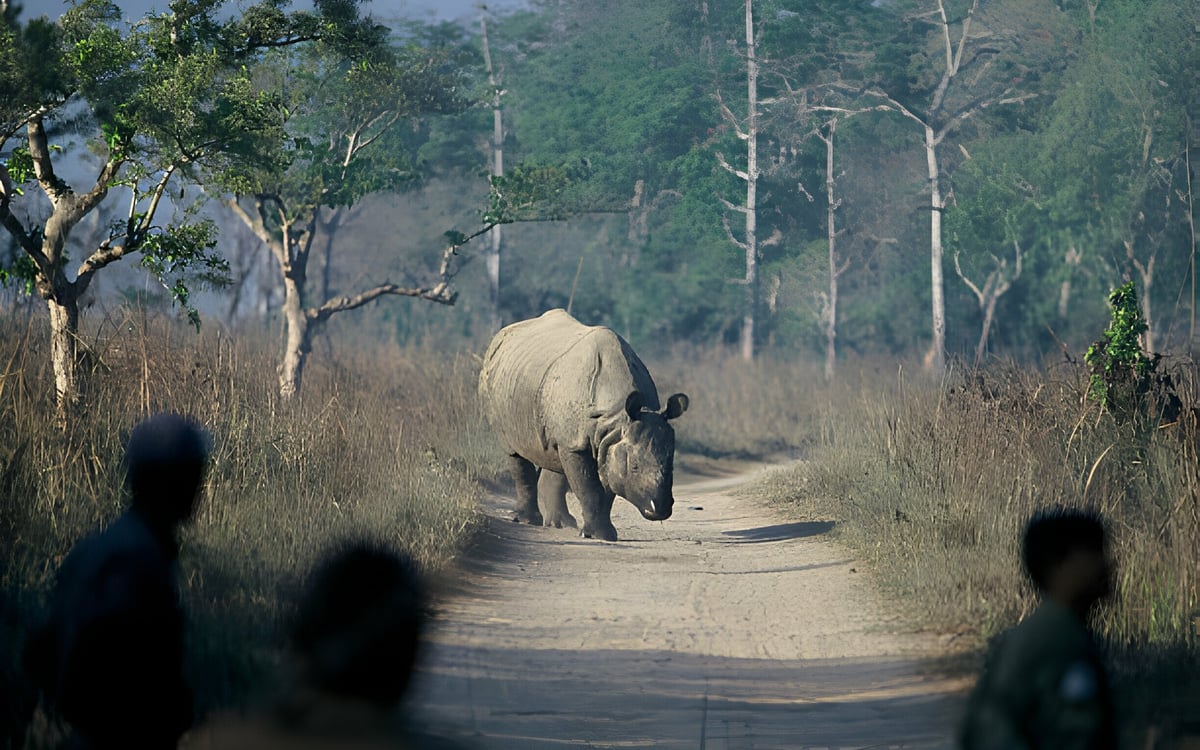 Familie safarivakantie: Op zoek naar de Bengaalse tijger