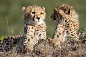 Tanzania met kinderen