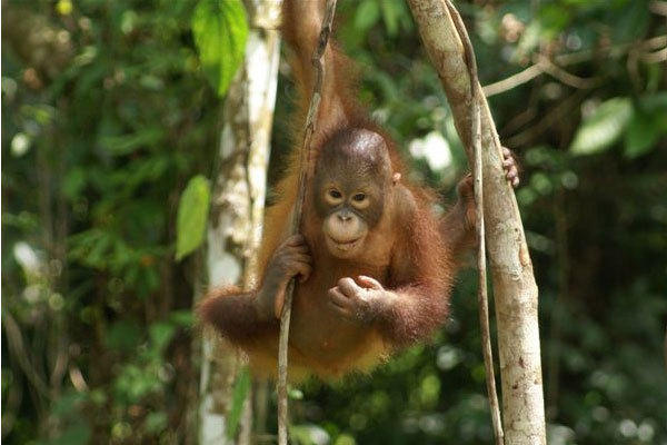 Groepsrondreis Kalimantan