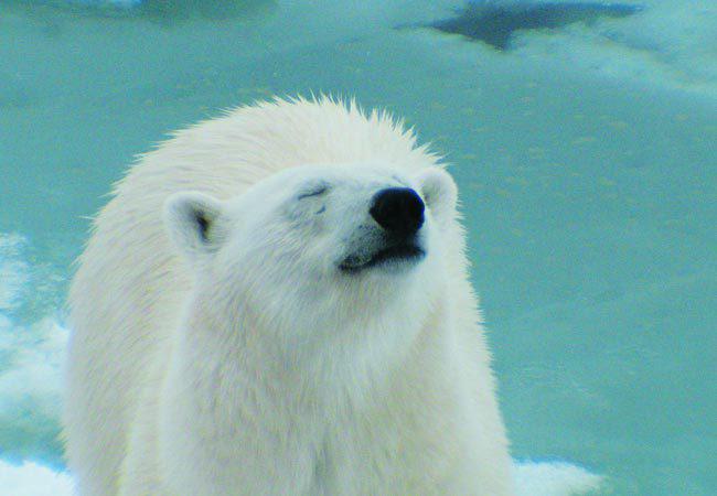 Groepsrondreis Van Spitsbergen, naar Groenland & IJsland