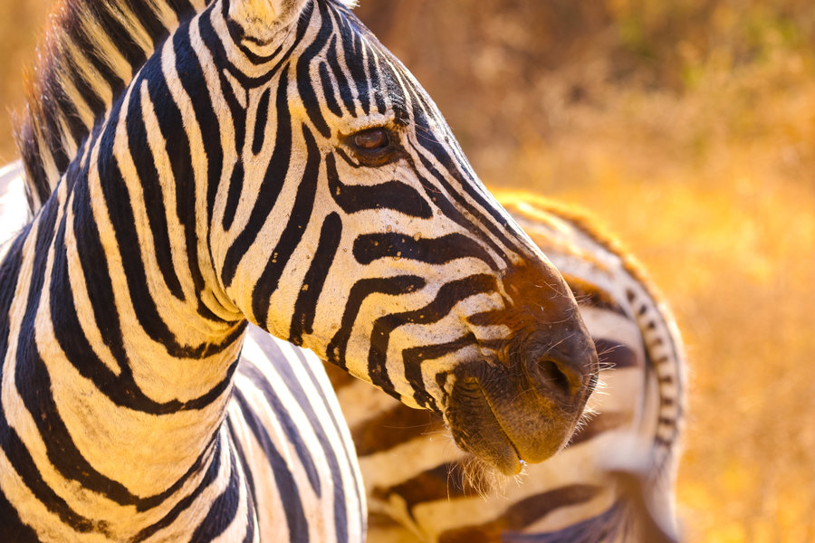 Groepsrondreis Kenia, Tanzania en Zanzibar
