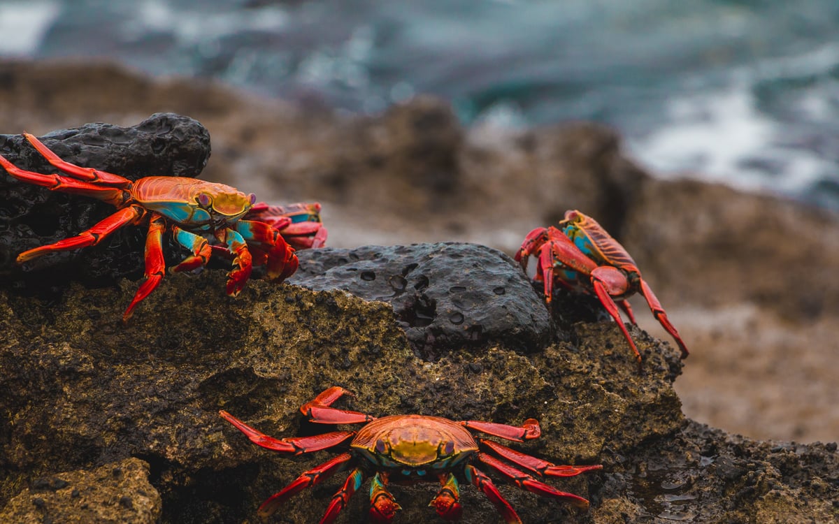 Eilandhoppen in het paradijs