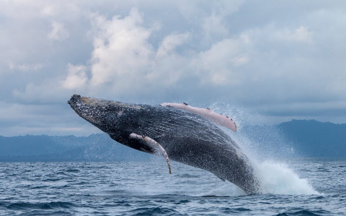 Ontdekkingsreis: Koffie en de Stille Oceaan