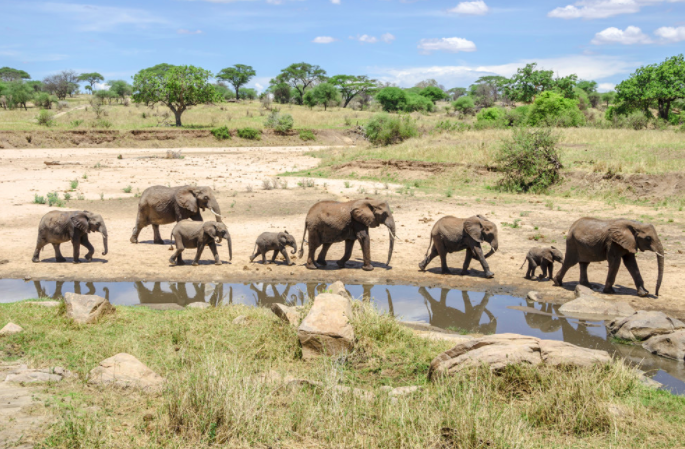 7 daagse safari Tanzania