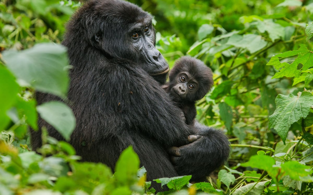 Het beste van Oost Afrika: Gorilla’s, Big Five en strand