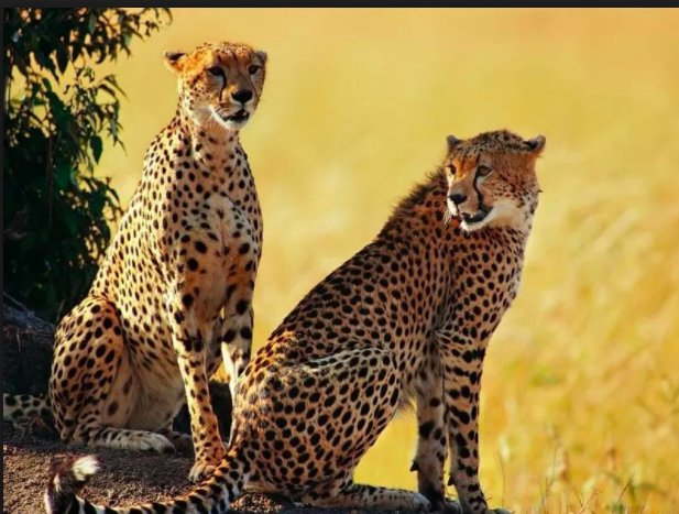 Rondreis Tanzania + Zanzibar