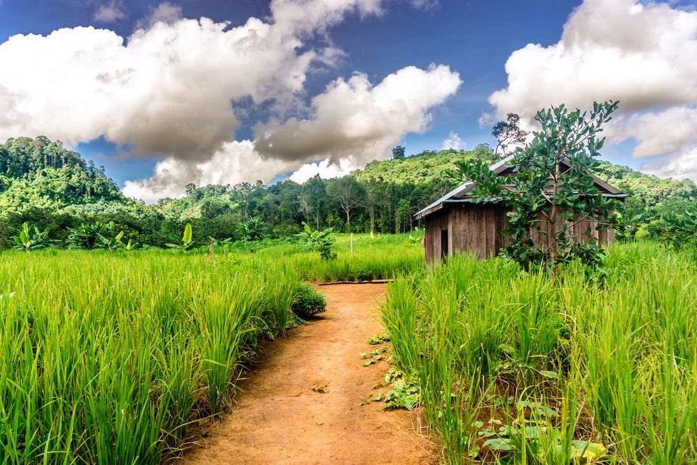 Jungle, olifanten en ongerept Stung Treng en Ratanakiri