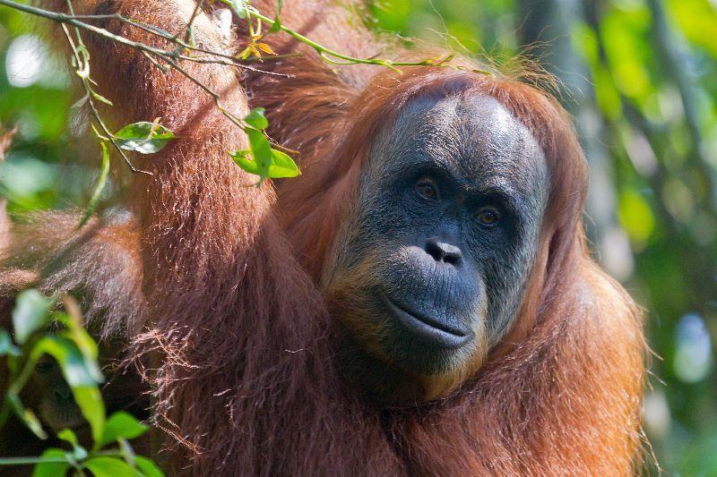 Familiereis Sumatra, Java en Bali