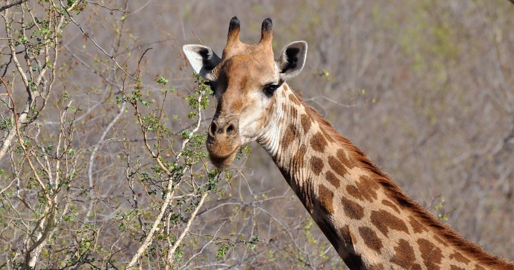 Safari’s, zee en wijngaarden