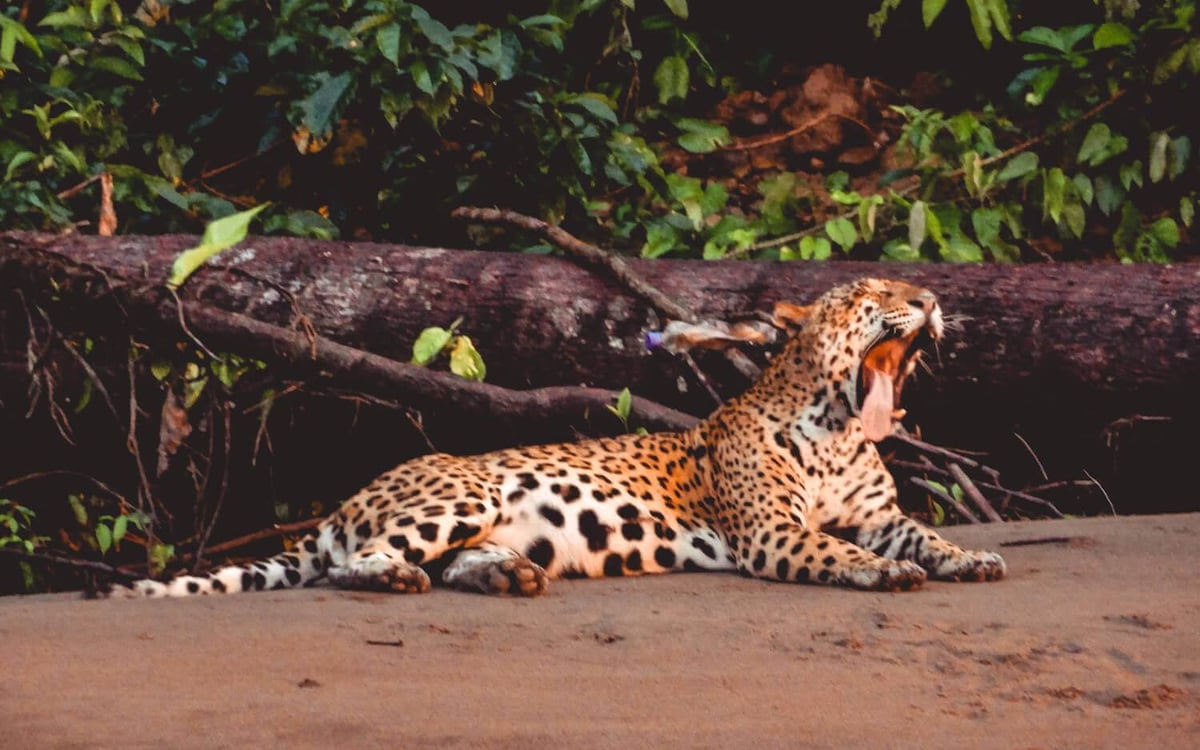 Highlights en nationale parken in een jeep met chauffeur