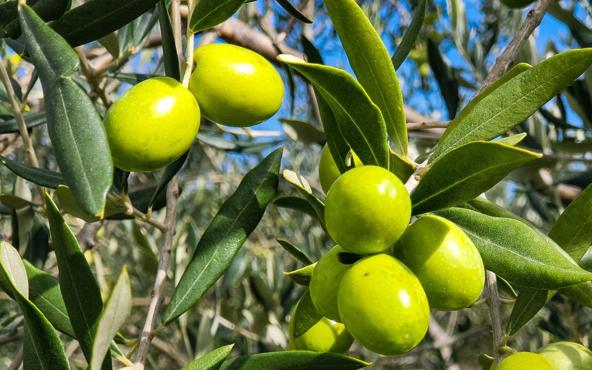 Buiten de gebaande paden: van middeleeuwse steden tot natuurparadijzen