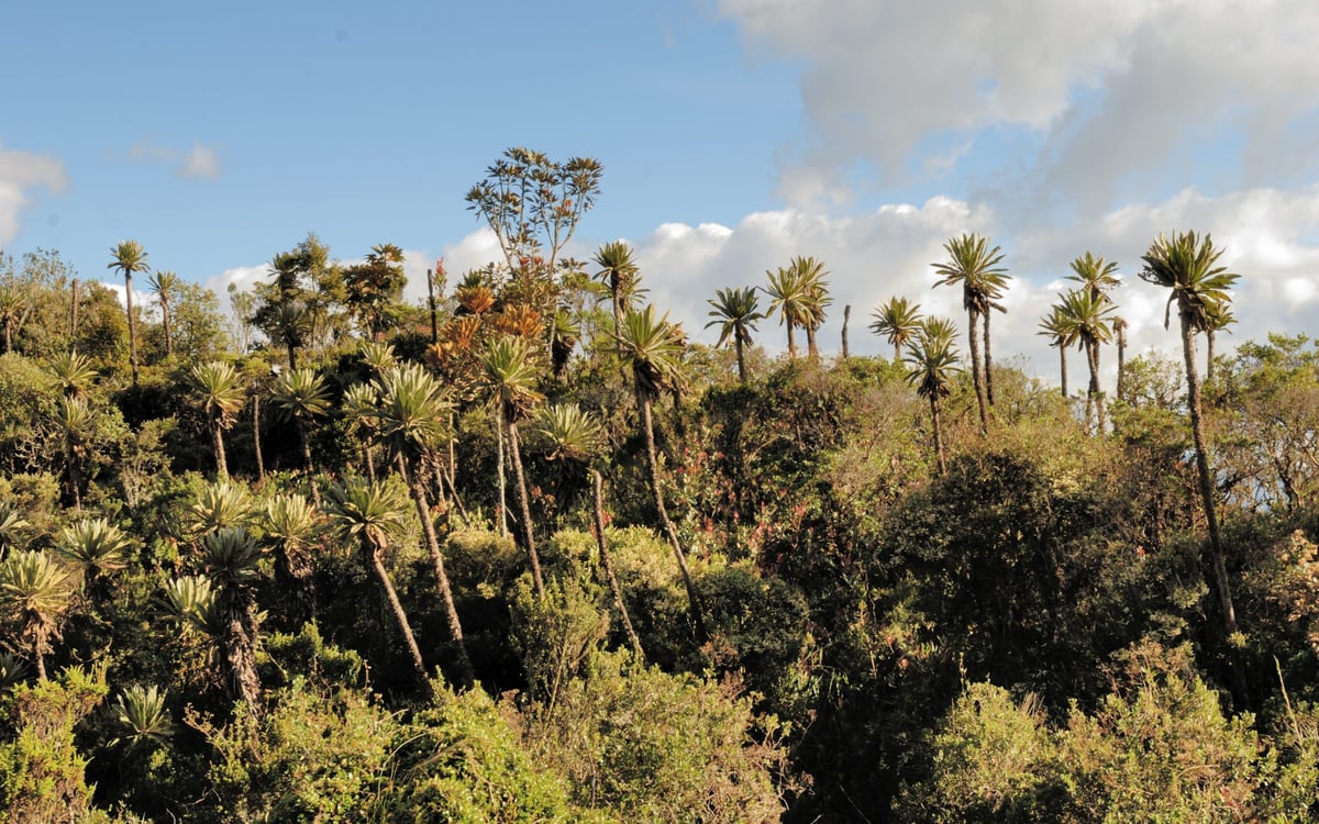 Ontdekkingsreis: Koffie en de Stille Oceaan