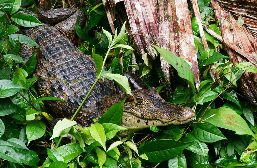 Familiereis Costa Rica