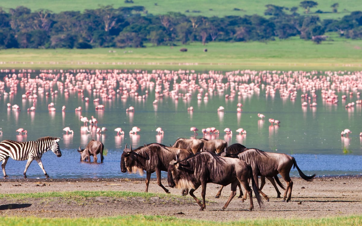 Safarireis Odyssee door Kenia en Tanzania