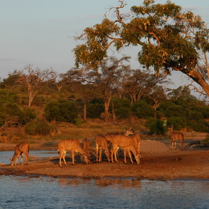Rondreis Zuid-Afrika, Botswana & Zimbabwe