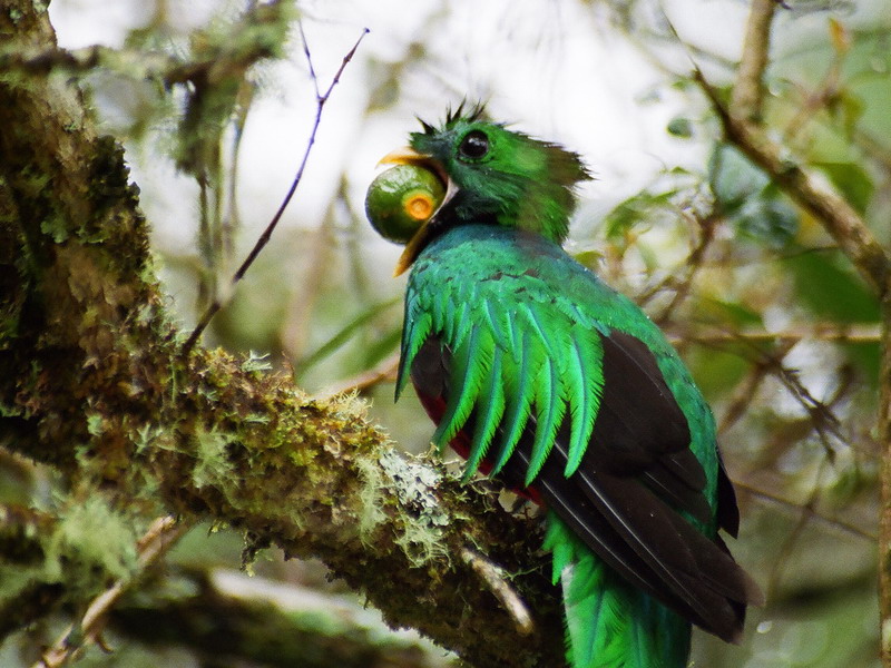 15 daagse  Costa Rica – Puur Natuur