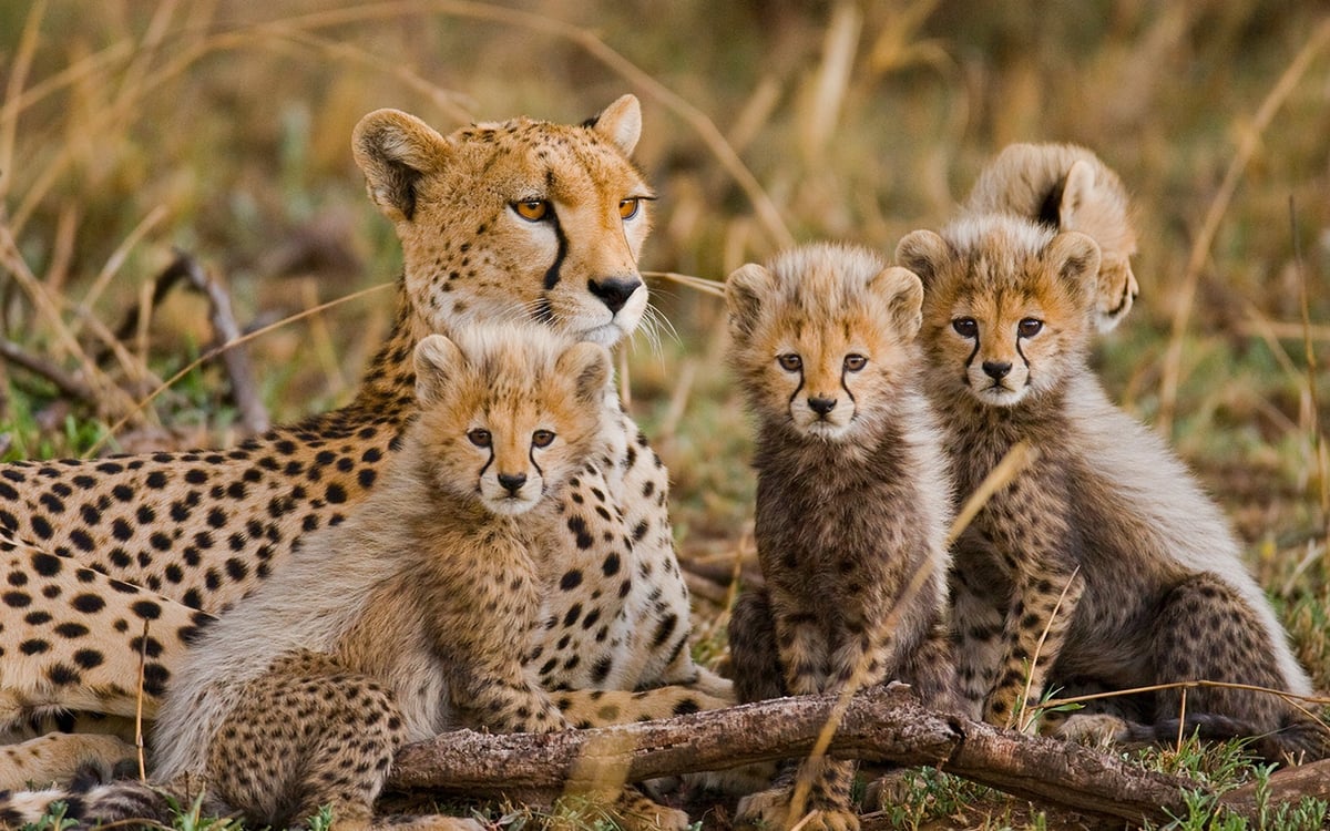 Safarireis Odyssee door Kenia en Tanzania