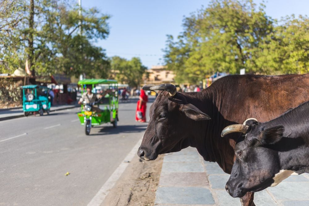 Kleurrijk Rajasthan en Varanasi