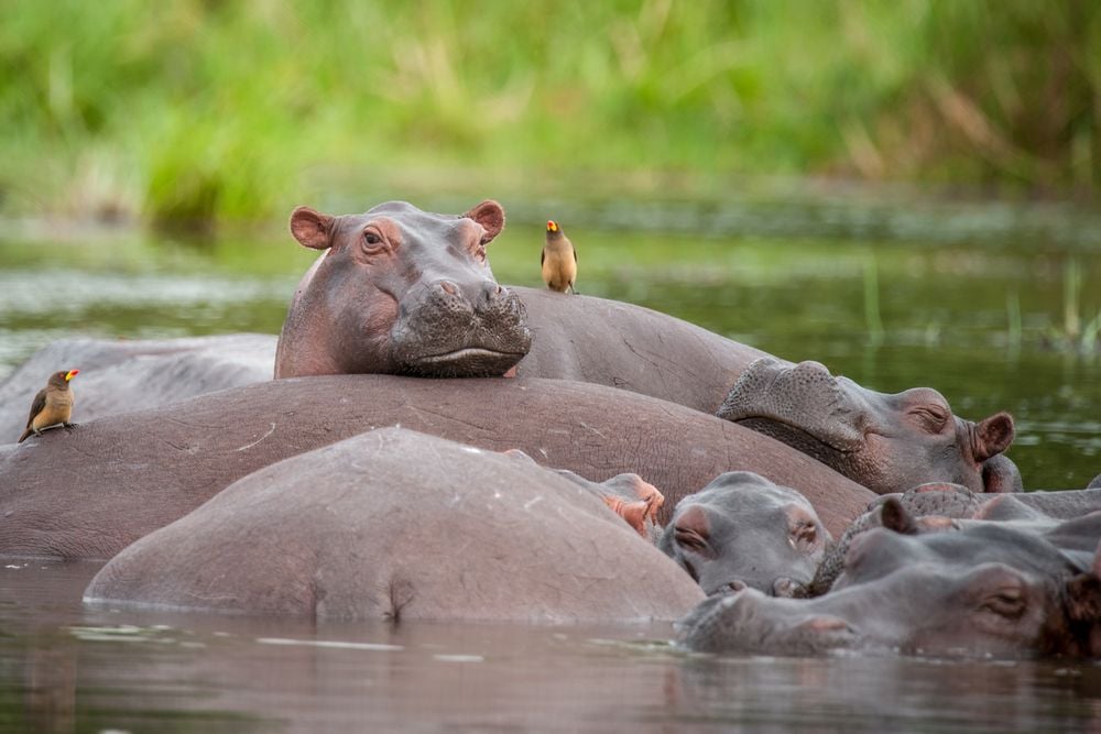 Avontuurlijke rondreis door het prachtige Oeganda