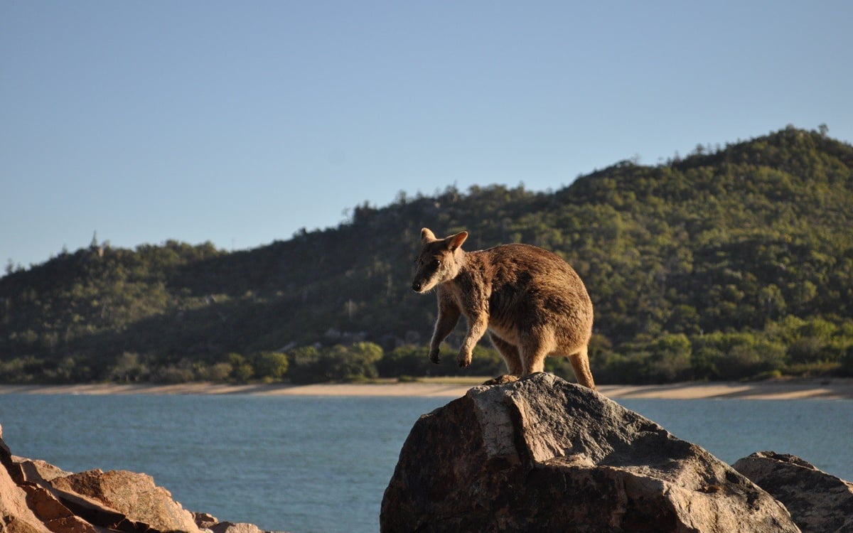 Familieplezier in Australië: Avontuur aan de Oostkust