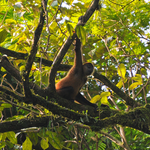 Rondreis Costa Rica