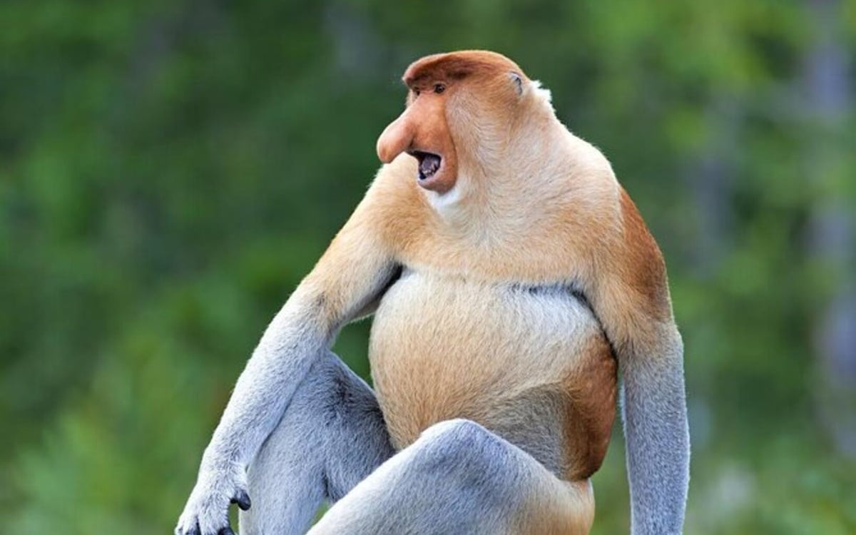 Ontdek de ongerepte natuur van Borneo